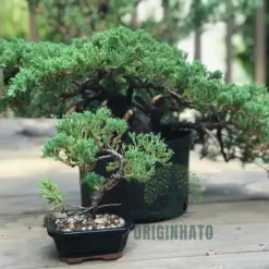 Outdoor Juniper Bonsai in Minnesota