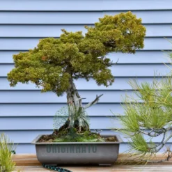 Outdoor Pine Bonsai in Minnesota