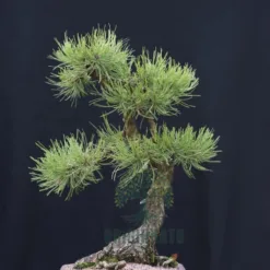 Table Pine Bonsai in Minnesota